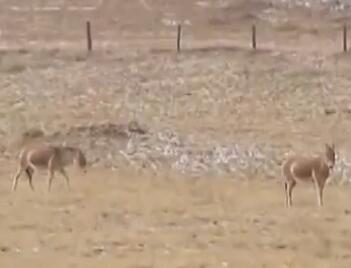 ����!�߽緢���ɹ�Ұ¿ �����ΣҰ�����������������ɱ߾���