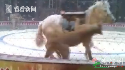 不敢看！马戏团排练出意外画面残忍 老虎狮子对马展开疯狂围攻