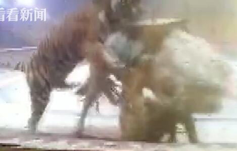 场面失控!马戏团排练出意外