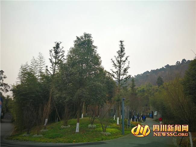 两只大熊猫赴芬兰 青城山熊猫基地欢送“华豹”和“金宝宝”