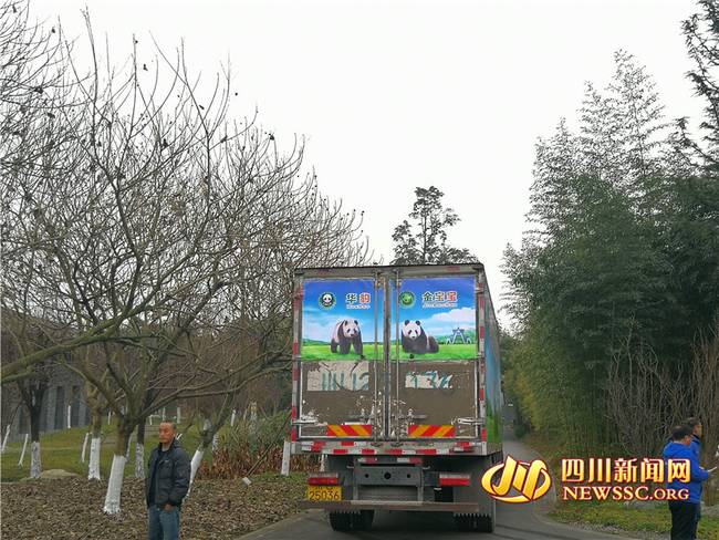 两只大熊猫赴芬兰 青城山熊猫基地欢送“华豹”和“金宝宝”