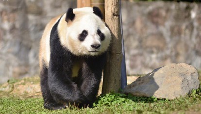 两只大熊猫赴芬兰 青城山熊猫基地欢送“华豹”和“金宝宝”