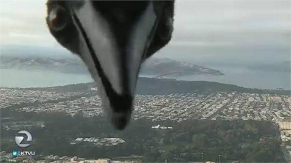 萌宠！直播现场闯入小鸟歪着脑袋听 “不速之客”让工作人员乐翻天