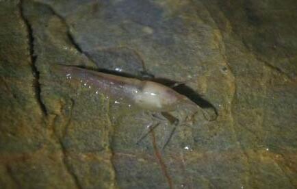 赞不绝口！洞穴现珍稀水生物美不胜收 晶莹剔透和潺潺流水融为一体