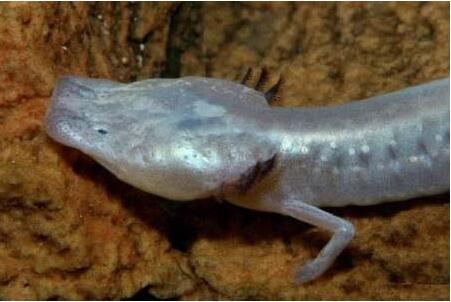 广西河池洞穴现珍稀水生物 ​法国探险家赞不绝口