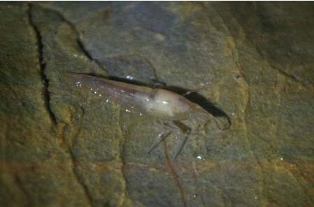 广西河池洞穴现珍稀水生物 ​法国探险家赞不绝口