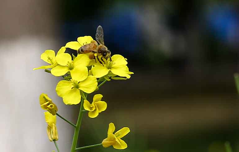 山大趵突泉校区鲜花盛开 蜜蜂蝴蝶采蜜忙