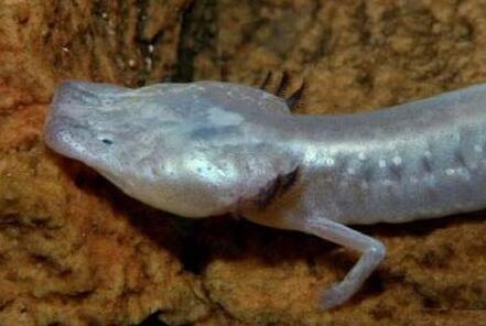 罕见!洞穴现珍稀水生物受污染立即死亡 盲鱼盲虾与世隔绝数百万年