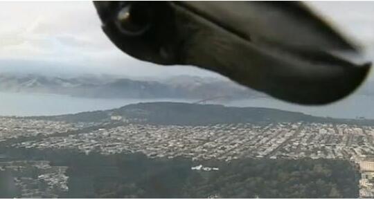 不速之客!直播现场闯入小鸟 男播音员被