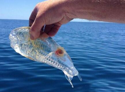 罕见!洞穴现珍稀水生物通体透明 生活在神秘圣洁宫殿中洁白耀眼