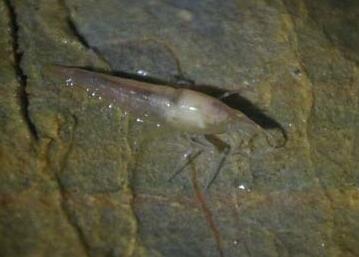 罕见!洞穴现珍稀水生物 盲鱼盲虾形态呆萌晶莹剔透美不胜收超吸睛