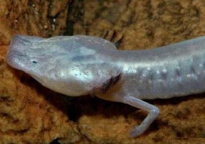 罕见!洞穴现珍稀水生物 盲鱼盲虾形态呆萌晶莹剔透美不胜收超吸睛