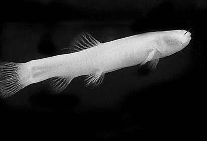 罕见!洞穴现珍稀水生物 盲鱼盲虾形态呆萌晶莹剔透美不胜收超吸睛