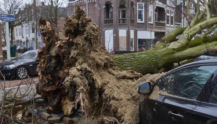 混乱不堪！荷兰遭强风暴袭击 大树被连根拔街头一片狼藉