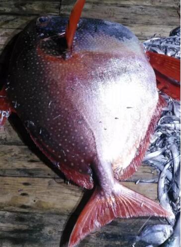 捡到宝!渔民捕获怪物鱼 200斤温血精体色锈红通身白色斑点(图)