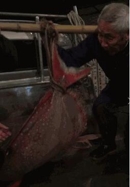 捡到宝!渔民捕获怪物鱼 200斤温血精体色锈红通身白色斑点(图)