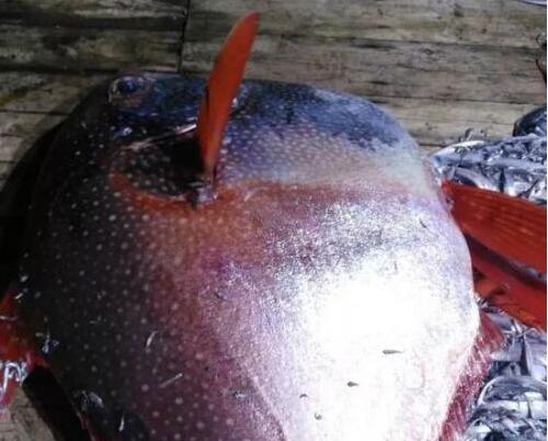 渔民捕获月亮鱼卖3890元 重200斤肉质红润售价是三文鱼的10倍