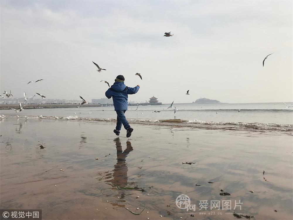 青岛：上万只海鸥振翅飞舞 游人海边戏鸥