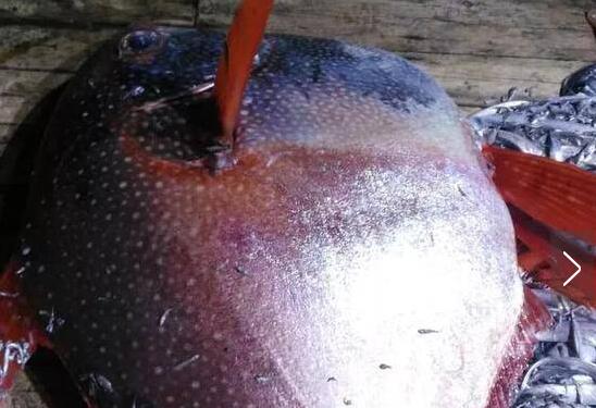 渔民捕获月亮鱼通体锈红 肉质红润鲜美被誉为海味极品
