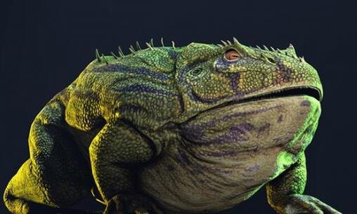 科学家挖到40.6厘米的蛙类化石 被称为史前魔鬼蛙或魔鬼蟾蜍