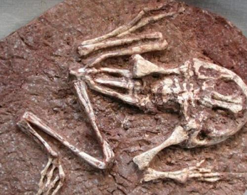 科学家挖到40.6厘米的蛙类化石 被称为史前魔鬼蛙或魔鬼蟾蜍