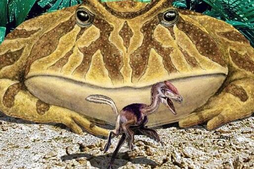 科学家挖到40.6厘米的蛙类化石 被称为史前魔鬼蛙或魔鬼蟾蜍