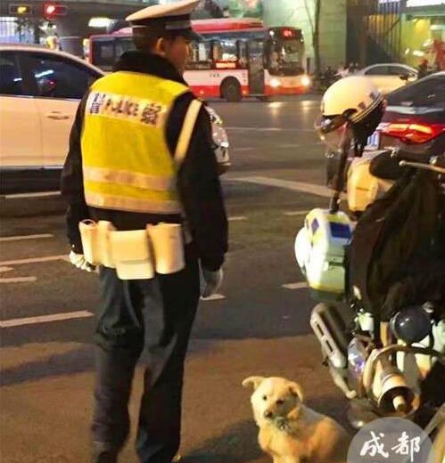 狗生圆满!流浪小狗求助辅警 萌汪耍赖蹲点终获交警小哥哥硬汉心