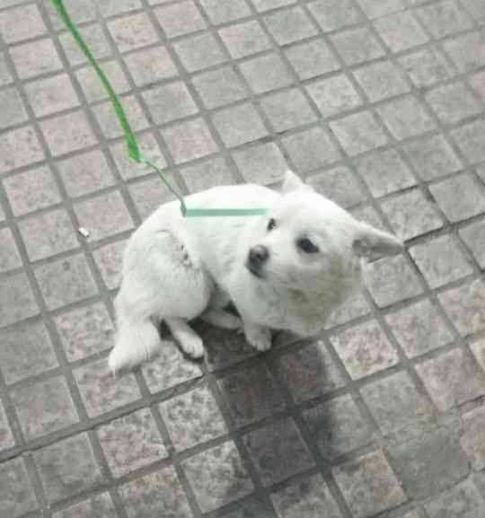 流浪小狗求助辅警 结局暖心：辅警准备正式收养这只小狗