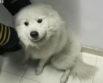 冻成狗?萨摩耶怕冷乘地铁出走