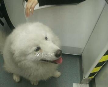 萌翻!萨摩耶乘地铁出走钻进暖和车厢狂蹭坐 毛茸茸淡定逃票学二哈