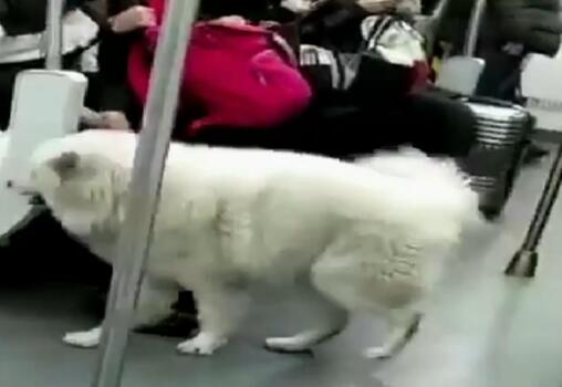 萌翻!萨摩耶乘地铁出走钻进暖和车厢狂蹭坐 毛茸茸淡定逃票学二哈