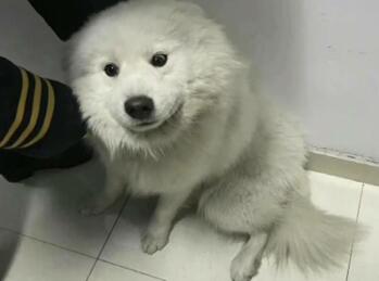 萌翻!萨摩耶乘地铁出走钻进暖和车厢狂蹭坐 毛茸茸淡定逃票学二哈