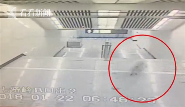 竟敢逃票!萨摩耶乘地铁出走 从进站到上车一气呵成