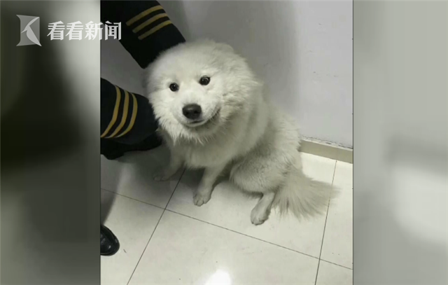 竟敢逃票!萨摩耶乘地铁出走 从进站到上车一气呵成