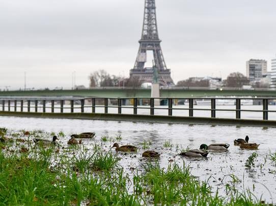 欢乐!法国洪水橙色预警 鸭子跑到塞纳河边草坪上觅食人们涉水出行