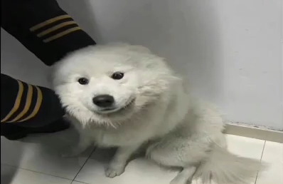 萨摩耶乘地铁出走  竟是哈士奇惹的祸？