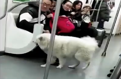 脑洞大开!哈士奇怂恿萨摩耶乘地铁出走 