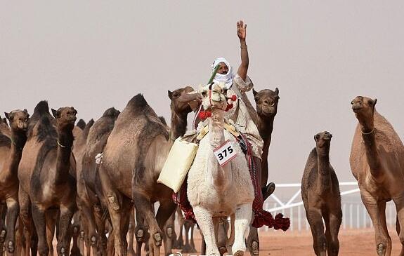 亚历山大!骆驼选美奖3.6亿 12只骆驼因打过肉毒杆菌被禁赛