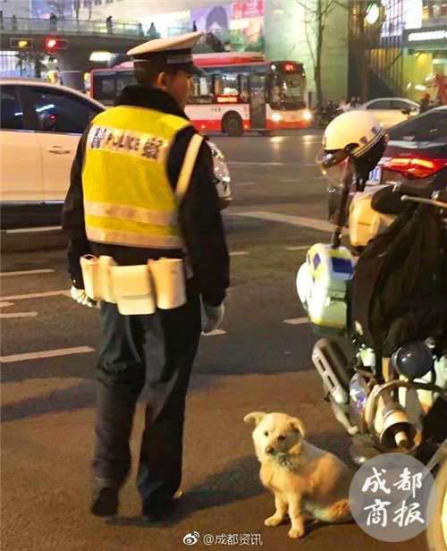 流浪小狗求助辅警