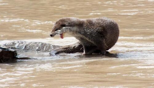 三江源地区欧亚水獭频现身 水中小精灵模样萌呆惹人爱