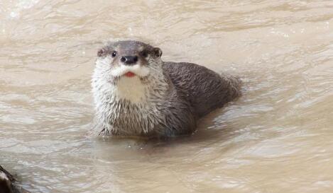 三江源地区欧亚水獭频现身 水中小精灵模样萌呆惹人爱