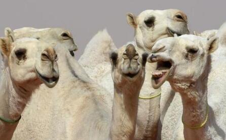 活久见!沙特举办骆驼选美奖金3.7亿 12只骆驼因