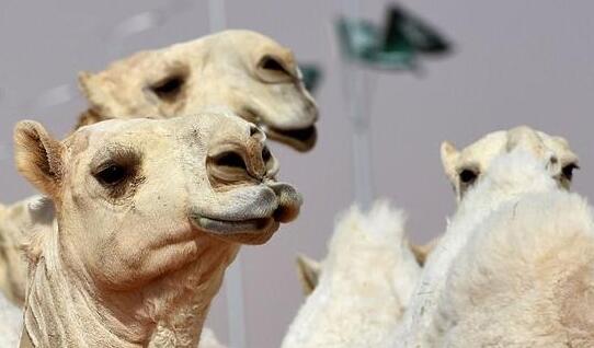沙特举办骆驼选美 12只骆驼“作弊”注射肉毒杆菌美容被取消资格