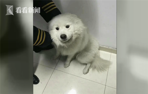 萌哭！萨摩耶乘地铁出走 “小家伙”两眼无辜蹭了两站不情愿下车