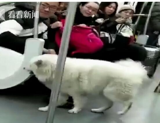 萨摩耶乘地铁出走 主人抱怨:都是让二哈给带坏的