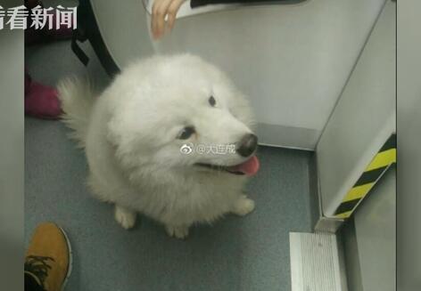 成精了!萨摩耶乘地铁出走 “逃票”汪星人超淡定进站上车一气呵成