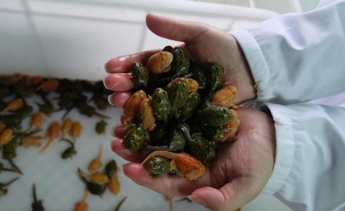 男子十年花近百万养蛙 朋友疑惑:这是被青蛙鬼迷了心窍?