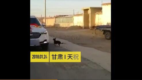 拼命追!爱犬追婚车6里看哭网友 狠心女主人却称出嫁带狗不太好