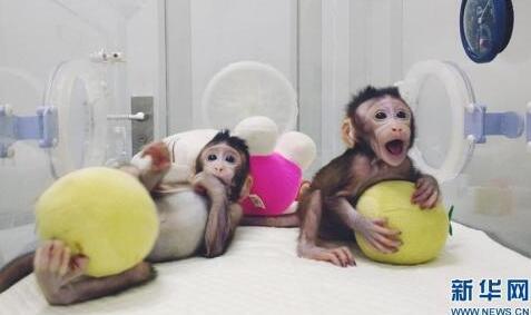 中国造！两只克隆猴诞生 小家伙躺床上抱球悠闲玩耍萌翻众人