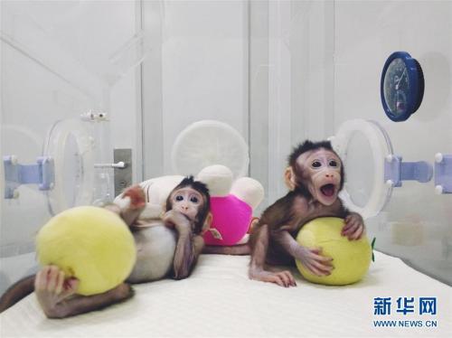 两只克隆猴诞生在中国 与人类相近动物的体细胞克隆宣告成功